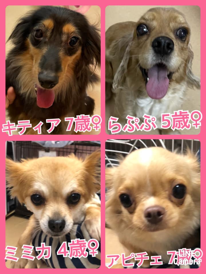 🐾今日の里親様募集中ワンコ🐶メンバーです🐾2021,6,24